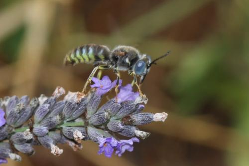 Bembix zonata